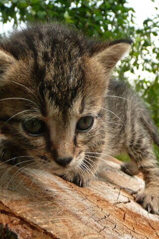 Molly the Adventurous Kitten 🐾