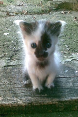 Cats Beby