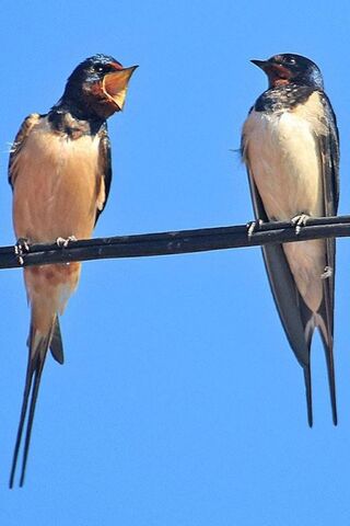 Chirpy Exchange: A Bird's Dialogue