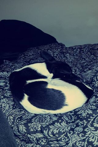 Sleeping Puppy