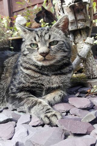 Whiskered Wonder: The Enigmatic Tiger Tiny Toes 🐾