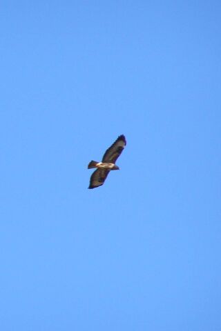 Majestic Skies: The Bird of Prey