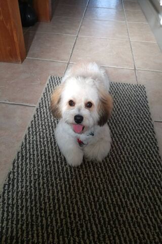 Woof-tastic Moments with a Furry Friend! 🐶❤️