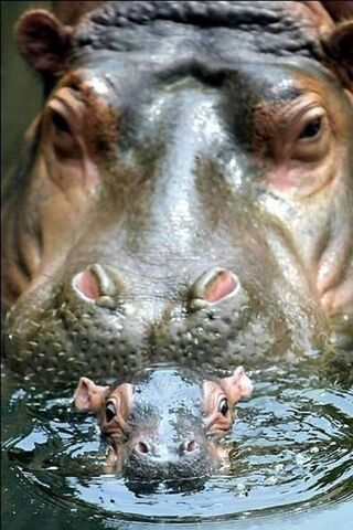 Hippo Family Splash! 🦛💦