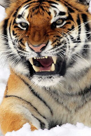 Wild Tiger