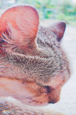 Cute Kitty Wallpaper - Download to your mobile from PHONEKY