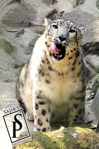 Majestic Roar of the Leopard 🐆✨