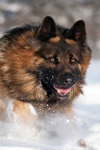 Fierce and Fluffy: The ..