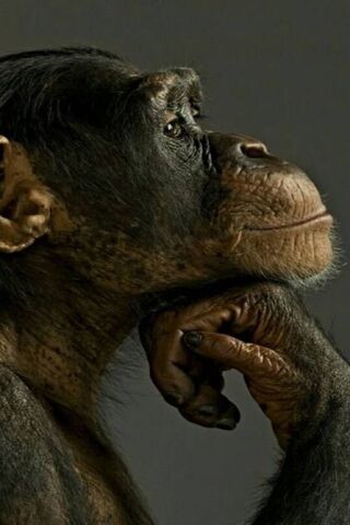 Monkey Chimpanzee