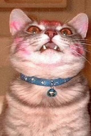 Fabulous Feline: The Glamorous Cat