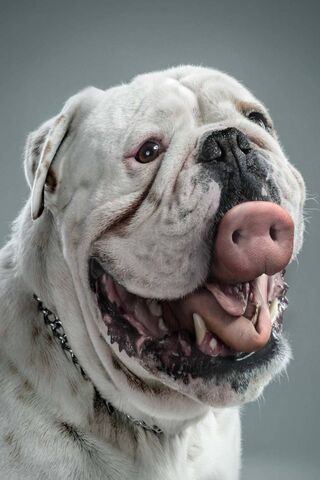 The Charming Cane Corso: A Gentle Giant 🐾