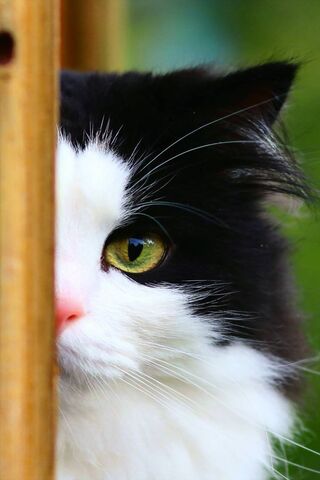 Whiskers of Mystery 🐾