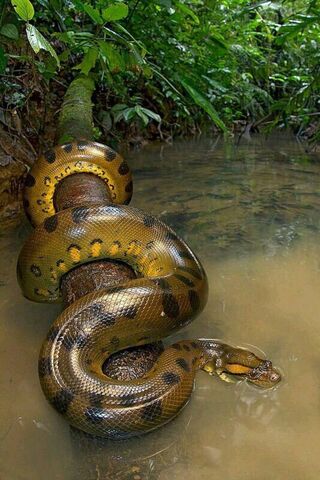 The Majestic Anaconda: Nature's Giant