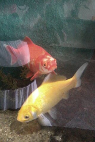 Fishes