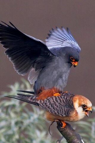 A Dance of Wings: Nature's Harmony 🐦✨