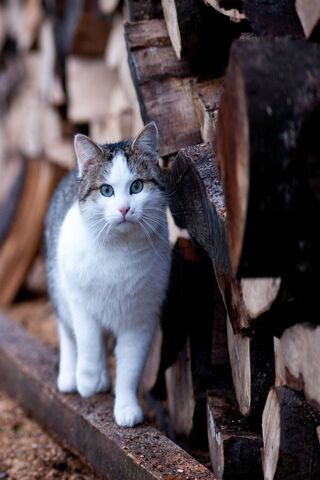Phoneky Cat Abstract Hd خلفيات