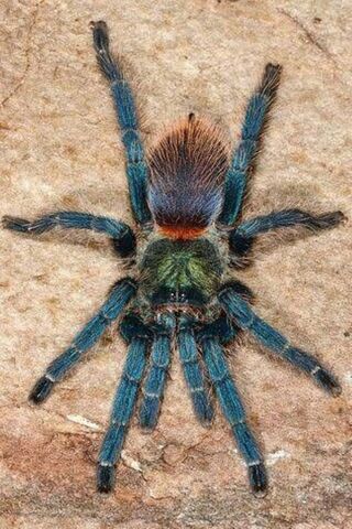 Blue Tarantula Wallpaper - Download to your mobile from PHONEKY