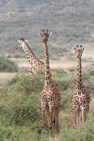 Majestic Giants of the Savannah 🦒🌿