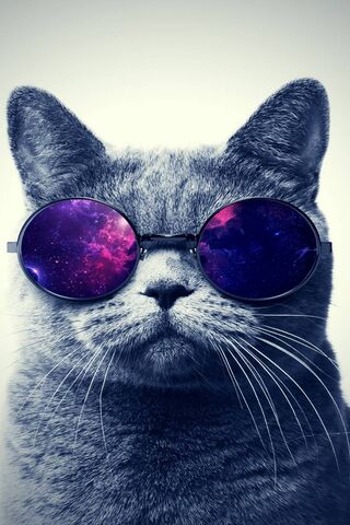Cat With Sunglasses