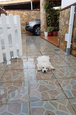 Pawsitively Adorable: The Lazy Pup