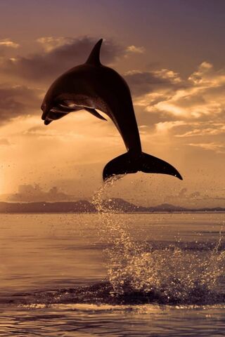 HD dolphin wallpapers | Peakpx