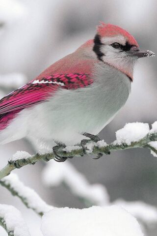 Jay's Winter Wonderland..