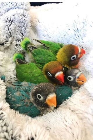 Cozy Haven: The Nest of Colorful Lovebirds 🐦💚