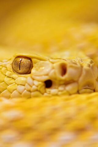 Golden Ghost: The Enigmatic Albino Rattlesnake 🐍✨