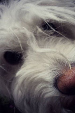 Fluffy Whiskers and Pla..