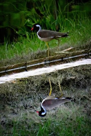 Bird Wallpaper - Download to your mobile from PHONEKY