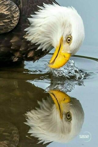 Eagle's Quench: Nature's Thirst