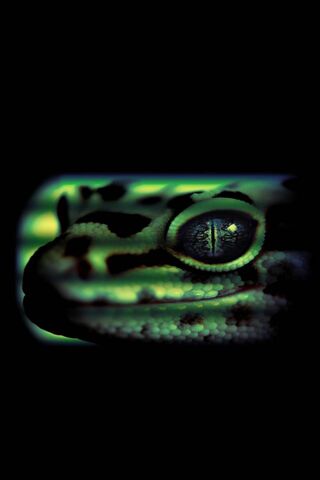 Gecko Wallpaper - Download to your mobile from PHONEKY