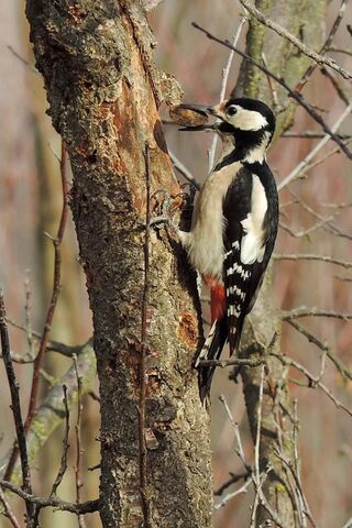 Nature's Craftsman: The Woodpecker's Artistry 🐦🌳