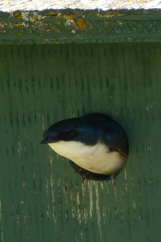 A Curious Visitor