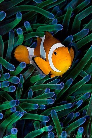Clownfish