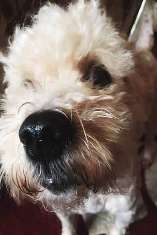 Anjing Wallpaper Muat Turun Ke Telefon Bimbit Anda Dari Phoneky