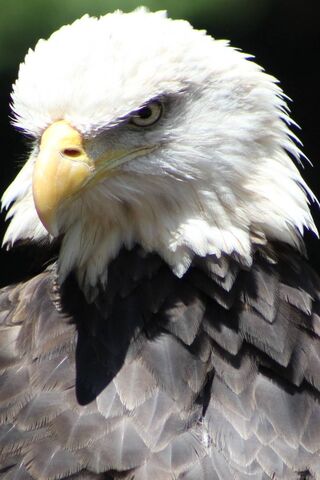Majestic Guardian of th..