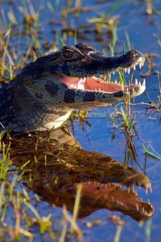 Animals wallpaper iPhone  Animal wallpaper Crocodile animal Reptiles