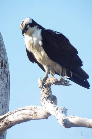 Majestic Virginia Eagle: Guardian of the Skies 🦅