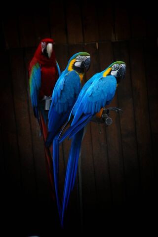 Tropical Symphony: A Colorful Gathering 🎶🦜