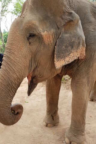 Jumbo the Gentle Giant 🐘❤️
