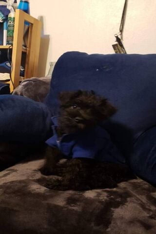 Mini Schnauzer Puppy