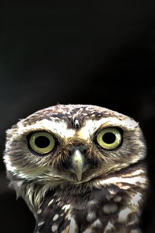 Owl In The Dark