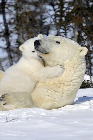 Cuddly Companions: A Po..