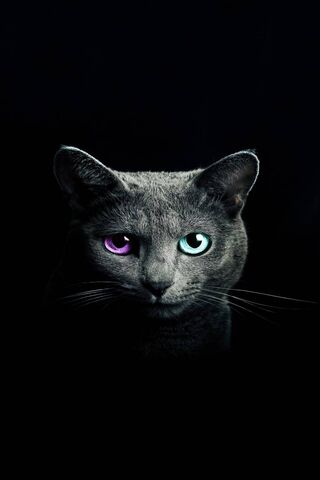 Mystical Gaze: The Enig..