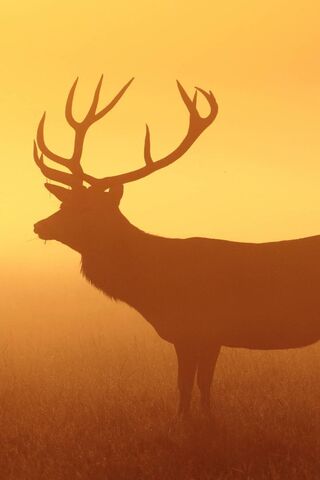 Deer Wallpaper - Download to your mobile from PHONEKY