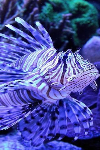 Underwater Wonders: The Majestic Lionfish