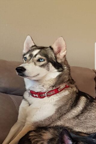 Skylar the Majestic Husky 🐾✨