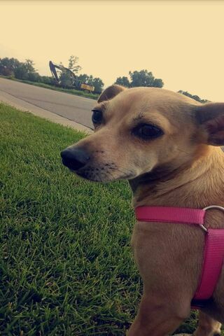 Adorable Pup on a Sunny Day! ☀️🐶