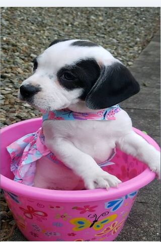 Lexi's Splashy Adventure! 🐾💖